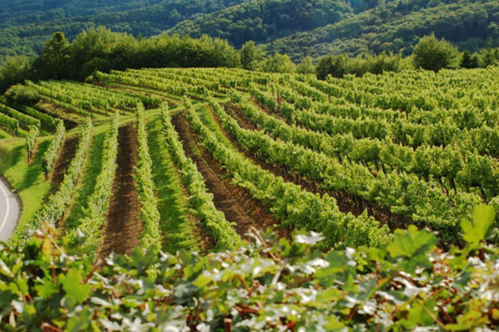 Landhaus Wachau Aggsbach Luaran gambar